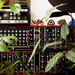 fcxiv:  MOOG MODULAR 