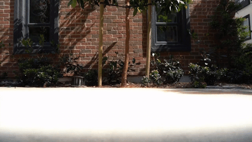 madiesunny:  Pro Sk8tr