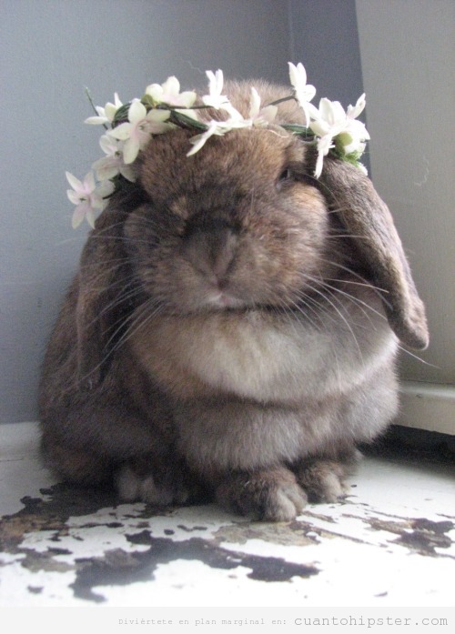 ainawgsd: Bunnies With Flower Crowns