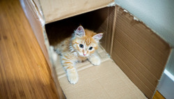 mothernaturenetwork:  Why do cats love boxes so much?Boxes aren’t