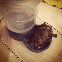 #tortuga #sleep #water #aguadelosperros D: #tortuga de agua #sellamacotufa