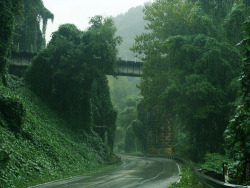 goddess-of-moss:  ooh this much foliage hits just the right spot.