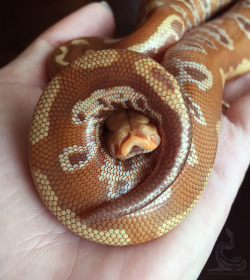 fimbry:  Don’t peep on me… Python brongersmai 