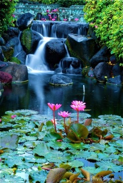 bluepueblo:  Lotus Blossom Waterfall, Bali photo via martina