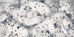 I’m seeing spots (Dalmatian puppies)