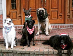 handsomedogs:  Holiday pups!