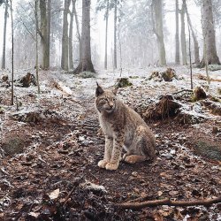 xxcats-eyesxx:   / indie / nature blog 