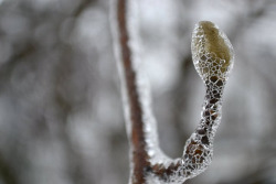//Ice Storm on Flickr.