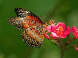 outdoormagic:  Lacewing Butterfly by pedro lastra on Flickr.