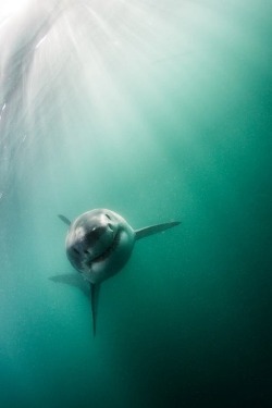 wolverxne:  Great White Shark - by: [Morne Hardenberg]