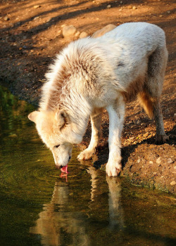 earthlynation:  Arctic Wolf 
