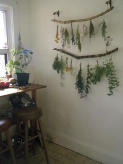 tulullabelle: my new drying set up! slowly harvesting the herb