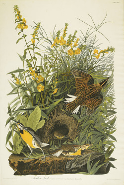 swanngalleries:  John James Audubon, Meadow Lark. Plate CXXXVI., hand-colored