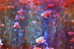 prettyinmad:  Poppies on Sunset Strip Dishwashed Nikon F65, Nikkor