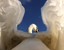 british-animals:A swan, as you have never seen photographed before