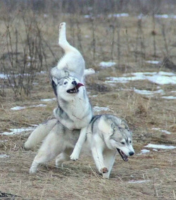 tastefullyoffensive:  “My friend’s majestic huskies.”