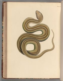 houghtonlib:  Beechey, Frederick William. The zoology of Captain