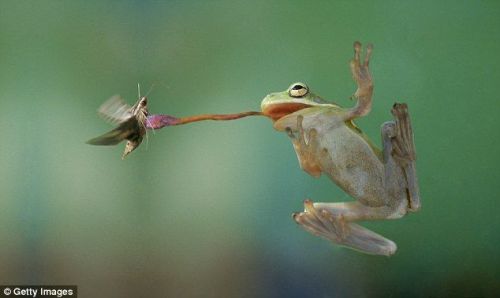 bogleech:  See, if you google “frog tongue” you’ll get