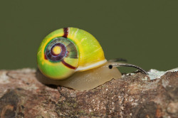 libutron:  Alcadia sp. Alcadia is a genus of terrestrial snails