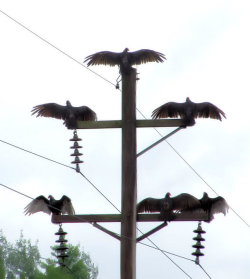 becausebirds:  Sunny vultures are sunny. 