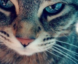 Cat | via Tumblr en We Heart It. http://weheartit.com/entry/69169331