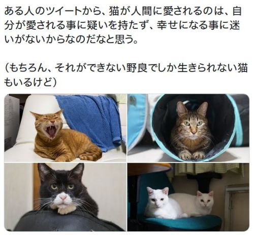 y-kasa:ねこかます 「ある人のツイートから、猫が人間に愛されるのは、自分が愛される事に疑いを持たず、幸せになる事に迷いがないからなのだなと思う。
