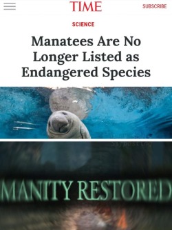 tharook:  superfun-d:  Manatees are still threatened (classified