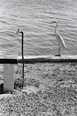 Elliott Erwitt - Florida Keys, 1968.