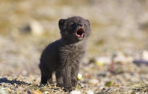 everythingfox:  Baby wolf pup