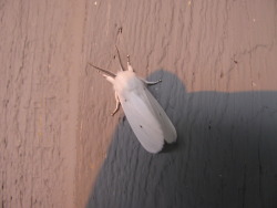 this moth has been by my porch light for a day now i hope hes