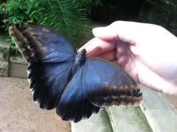 furything:  butterfly 