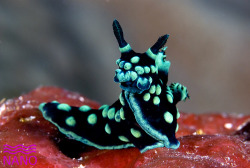 sixpenceee:  Nembrotha cristata is a species of colorful sea