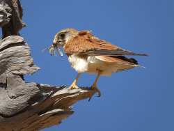 emuwren:  Nankeen Kestrel - Falco cenchroides; is widespread