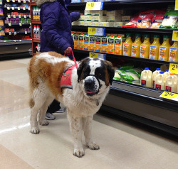 appypollyloggyy:  I met this Saint Bernard at the grocery store