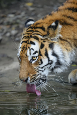 beautiful-wildlife:Drinking Tiger by Tambako the Jaguar 