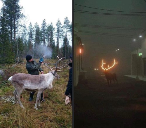 bondsmagii:  afeelgoodblog:  To avoid deer strikes, Finland is