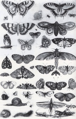 magictransistor:  Wenceslaus Hollar, Forty-One Insects, Moths