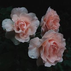 floralls:    by  reubenmarkstewart   