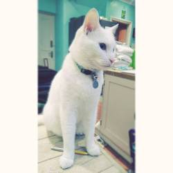 My little guy! Guarding a pen. 😂💞#meko #whitecat #catstagram