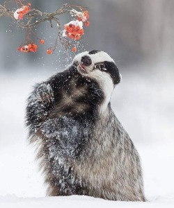 beautiful-wildlife:Badger by © inawolfisblickwinkel