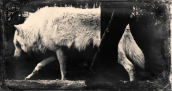 photoshamanism:  “…about wolves…” https://www.youtube.com/watch?v=B8QrR_OTzOY