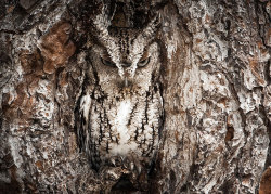 cubebreaker:  To blend in with their environments, these 15 owls