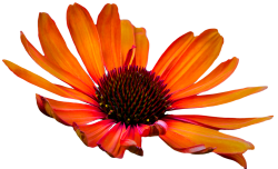 transparent-flowers:  Echinacea. (x).