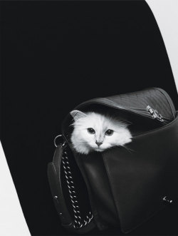  Cats By Karl Photograph by Karl Lagerfeld; W magazine September