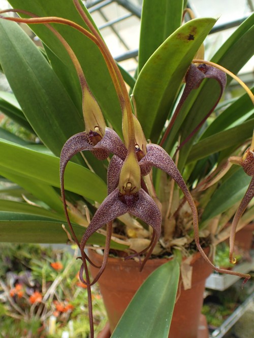 orchid-a-day:Masdevallia colossusSyn.: Byrsella colossusNovember