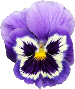 transparent-flowers:  Pansy Viola Hybrid Family Violaceae.  I