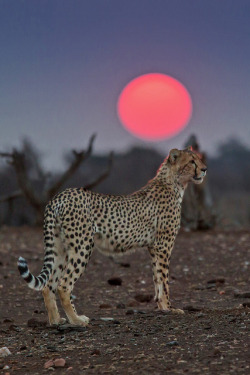 theanimaleffect:  Cheetah at Sunset by bfryxell on Flickr.  