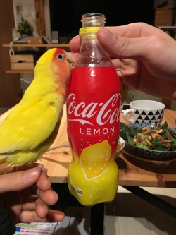 parrot-post:  Piper and this bottle have the same color scheme