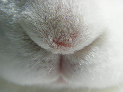 fortunas-sands:Bree in a few bunny closeup pictures during bunny