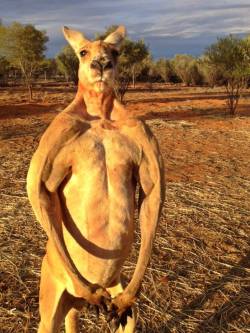 simplisticexistence:  anothercleverjedimindtrick:  hotcheetoprincess:  janemba:  stunningpicture:  Massive male red kangaroo (6’7”) at sunset.  fuck kangaroos   I’m screaming he is swole for absolutely no reason  Up here looking like the kangaroo